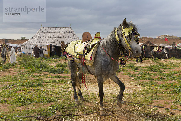 Humpelte Pferd  Meknès  Marokko