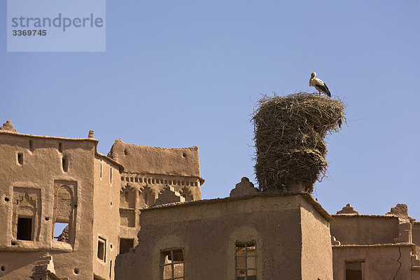 Nordafrika Weißstorch Ciconia ciconia Gebäude niemand Querformat Vogel Afrika Kasbah Marokko Schlamm Ouarzazate Storch