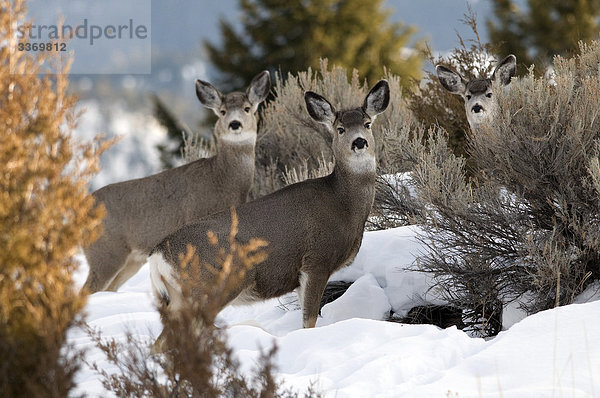 Gruppe der Mule Hirsche  Odocoileus Hemionus  im winter