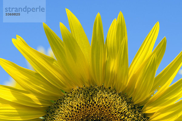 Sonnenblume  Detail