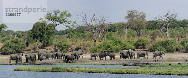 Panorama  Elefant  Loxodonta Africana  cuando  Chobe Nationalpark  Kasane  Botswana  Afrika