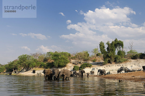 Elefant  Loxodonta Africana  cuando  Chobe Nationalpark  Kasane  Botswana  Afrika