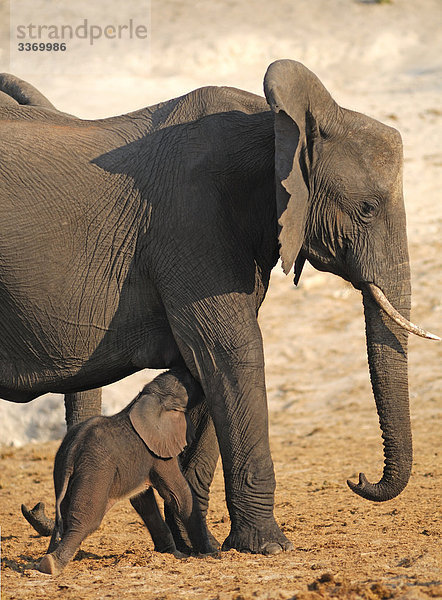 Elefant  Loxodonta Africana  cuando  Chobe Nationalpark  Kasane  Botswana  Afrika