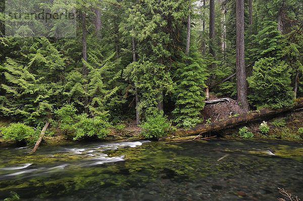 McKenzie River  Willamette National Forest  Oregon  USA