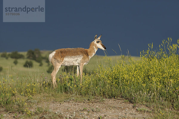 Pronghorn Antilopen  Antilocapra Americana  Custer State Park  Black Hills  South Dakota  USA
