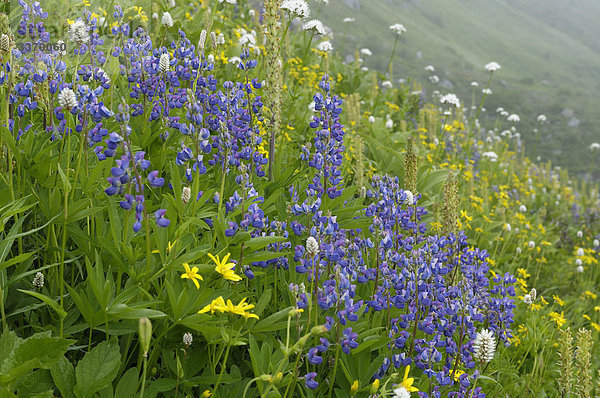 Bergwiese mit Blumen  Monogramm See  Lookout Mountain Trail  North Cascades National Parks  Washington  USA
