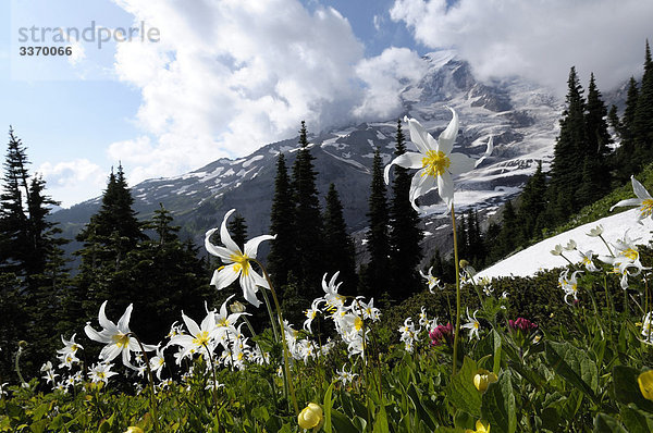 Blumenwiese in Paradise Valley mit Mount Rainier  Mount Rainier-Nationalpark  Washington  USA