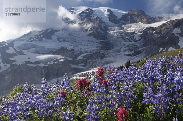 Blumenwiese in Paradise Valley mit Mount Rainier  Mount Rainier-Nationalpark  Washington  USA