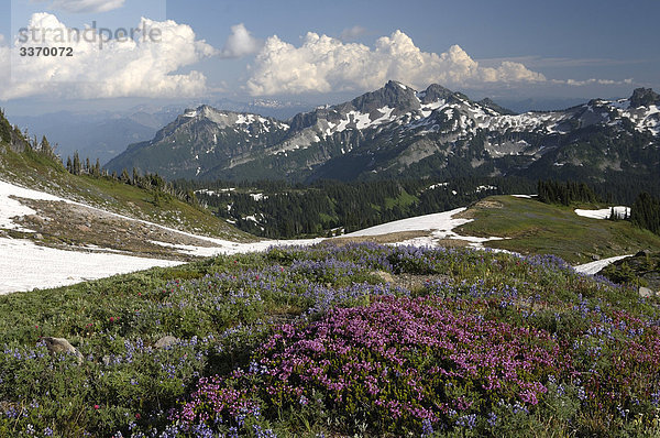 Blumenwiese in Paradise Valley  Mt. Rainier-Nationalpark  Washington  USA
