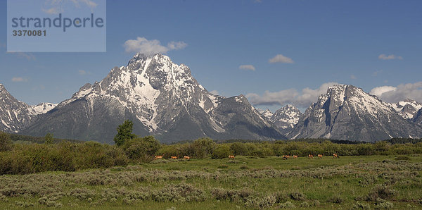 Wiese mit Elk und Teton Gebirges  Grand Teton National Park  Wyoming  USA