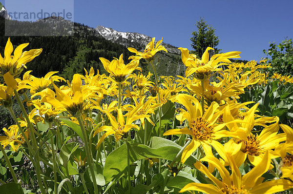 Frühling wilde Blumen  Blumen  Teton Gebirges  Grand Teton National Park  Wyoming  USA