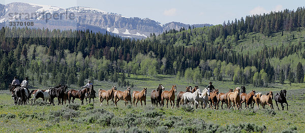Panorama  Cowboys bei Pferd Roundup  fliegen  eine Ranch  Guest Ranch  Bondurant  Wyoming  USA
