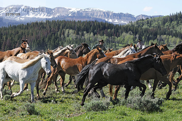 Cowboys bei Pferd Roundup  fliegen  eine Ranch  Guest Ranch  Bondurant  Wyoming  USA