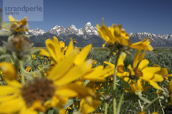 wilde Blumen  Blumen und Teton Gebirges  Grand Teton National Park  Wyoming  USA