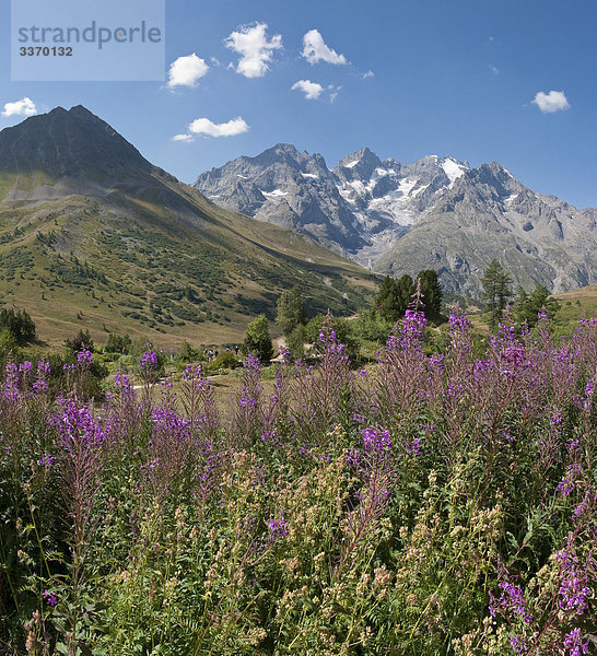 Alpengarten  La Grave  Hautes-Alpes  Frankreich  Landschaft  Blumen  Sommer  Berge  Hügel  La Meije  Frankreich