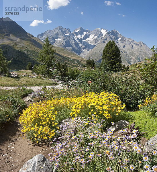 Alpengarten  La Grave  Hautes-Alpes  Frankreich  Landschaft  Blumen  Sommer  Berge  Hügel  La Meije  Frankreich  vertikal