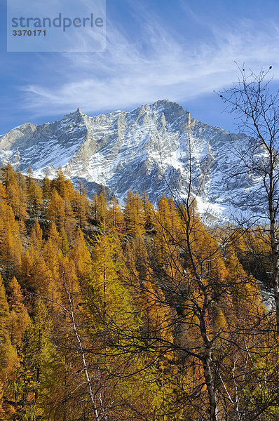 Der Gipfel des berühmten alpine Peaks Weisshorn mit Zirruswolken  und in den Vordergrund eines Pinienwaldes Lärche im Herbst