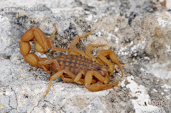 Skorpion  Mesobuthus gibbosus