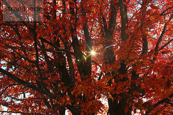 blauer Himmel wolkenloser Himmel wolkenlos sternförmig Baum Beleuchtung Licht Himmel Holz Herbst blau rot glänzen Gegenlicht Helligkeit Laub Eisen Schweiz