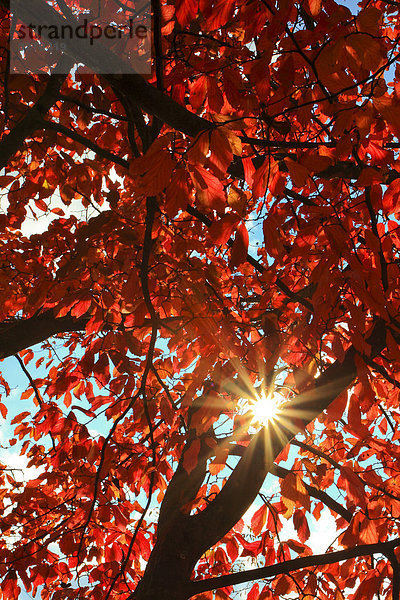 blauer Himmel wolkenloser Himmel wolkenlos sternförmig Baum Beleuchtung Licht Himmel Holz Herbst blau rot glänzen Gegenlicht Helligkeit Laub Eisen Schweiz