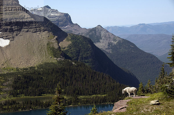 Bergziege  Oreamnos Americanus  Glacier National Park  USA  Montana  Berge  Wald