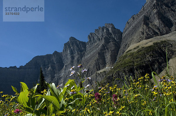 Mountain Wiesenblumen  Glacier National Park  USA  Montana  Berg  Blumen  Wiese  Natur