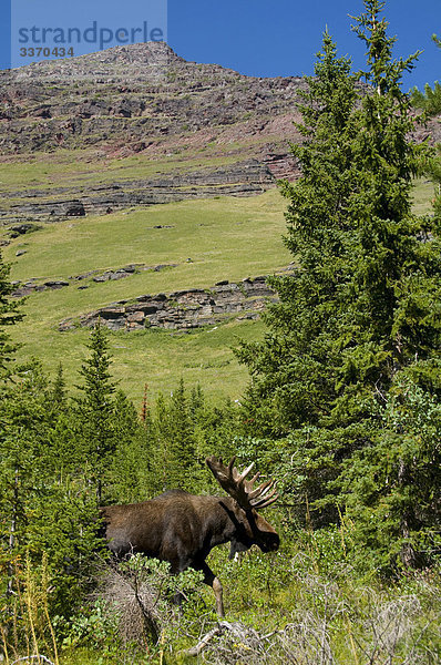 Glacier-Nationalpark  USA  Montana  Moose  Alces Alces  Natur  Baum