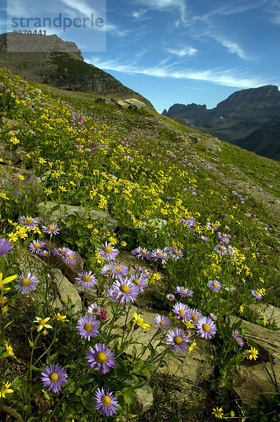 Mountain Wiesenblumen  Glacier National Park  USA  Montana  Blumen  Wiese  Natur