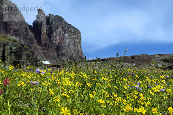 Mountain Wiesenblumen  Glacier National Park  USA  Montana  Wiese  Blumen  Natur  Berg