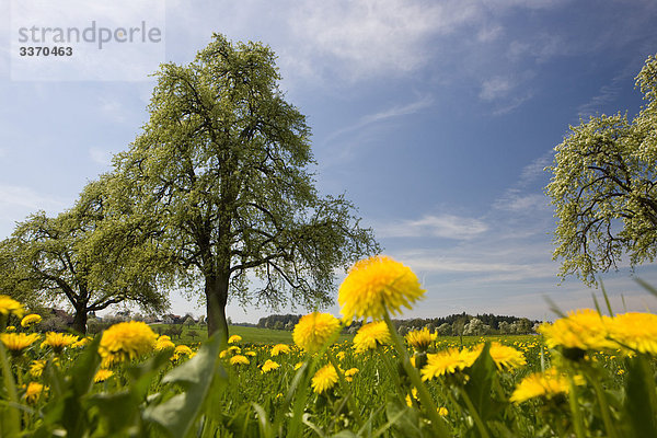 blauer Himmel wolkenloser Himmel wolkenlos Landschaftlich schön landschaftlich reizvoll blühen Baum gelb Natur Wiese Himmel Kanton Thurgau Löwenzahn schweizerisch Schweiz