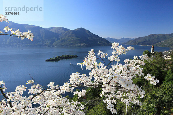 Landschaftlich schön landschaftlich reizvoll Blume blühen See Natur Insel Ast Ansicht Lago Maggiore schweizerisch Schweiz Kanton Tessin Südschweiz