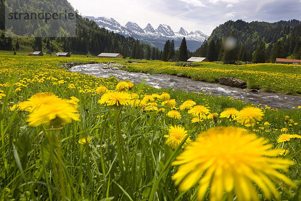 Blumenwiese Landschaftlich schön landschaftlich reizvoll Berg Natur fließen Fluss Löwenzahn Idylle schweizerisch Schweiz Gewässer