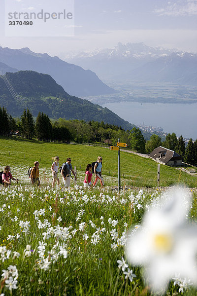 Blumenwiese Landschaftlich schön landschaftlich reizvoll Blume gehen Weg Mensch See wandern Wiese Wegweiser Narzisse Wanderweg Montreux schweizerisch Schweiz Kanton Waadt