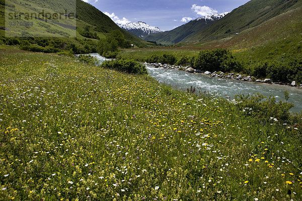 Blumenwiese Landschaftlich schön landschaftlich reizvoll Sommer Natur fließen Fluss Kanton Uri Realp schweizerisch Schweiz