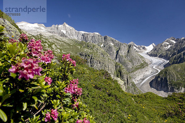 Landschaftlich schön landschaftlich reizvoll Berg Blume Eis Natur Alpen Moräne Schnee schweizerisch Schweiz