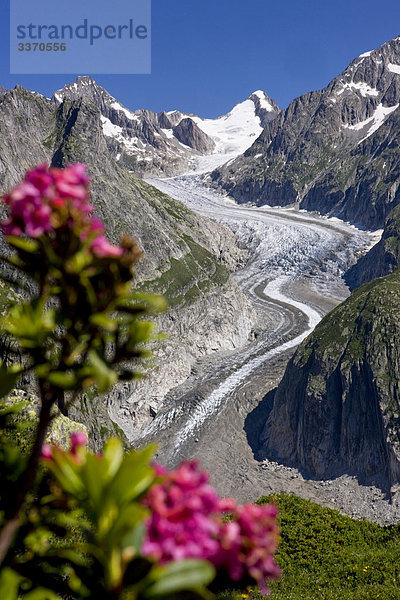 Landschaftlich schön landschaftlich reizvoll Berg Blume Eis Natur Alpen Moräne Schnee schweizerisch Schweiz