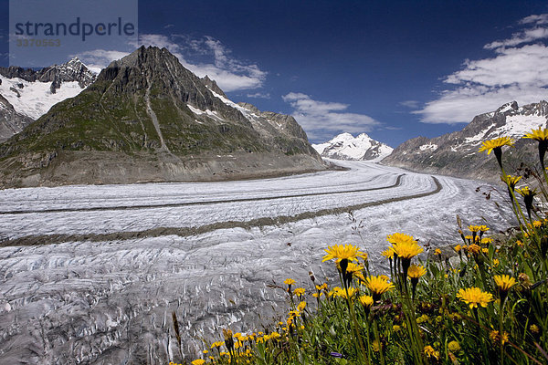 Landschaftlich schön landschaftlich reizvoll Berg Blume Eis Natur Moräne Schnee schweizerisch Schweiz Kanton Wallis
