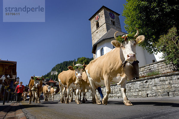 Hausrind Hausrinder Kuh Tradition Wohnhaus Gebäude Straße Dorf Berner Oberland Kanton Bern Platz schweizerisch Schweiz