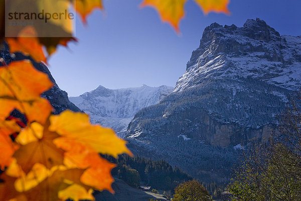 Landschaftlich schön landschaftlich reizvoll Berg Baum Natur Ast Herbst Eiger Berner Alpen Kanton Bern Grindelwald Stimmung Schnee schweizerisch Schweiz