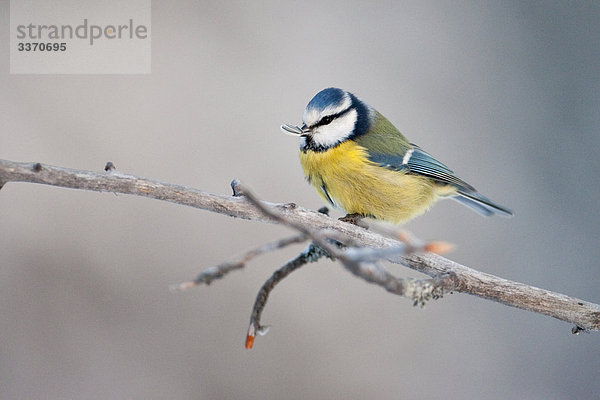 Blaumeise (Parus caeruleus) auf einem Zweig sitzend  Skelleftea  Schweden  Close-up