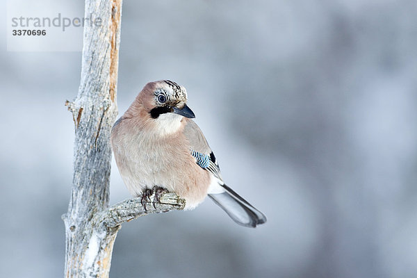 Eichelhäher (Garrulus glandarius) auf einem Zweig sitzend  Skelleftea  Schweden  Close-up