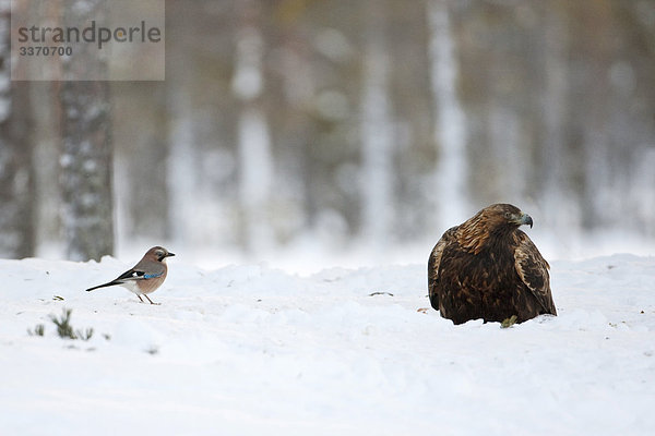 Steinadler (Aquila chrysaetos) und Eichelhäher (Garrulus glandarius) im Schnee  Skelleftea  Schweden