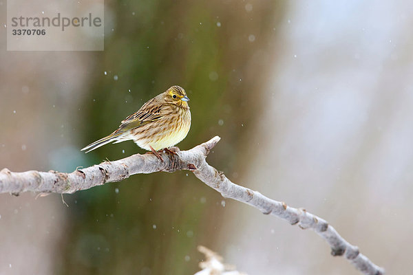 Goldammer (Emberiza citrinella) auf einem Zweig sitzend  Close-up