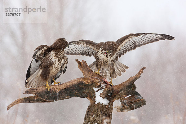 Zwei Mäusebussarde (Buteo buteo) auf einem Ast