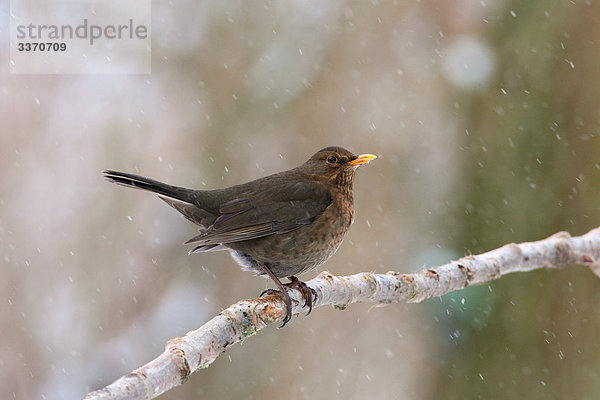 Amsel (Turdus merula) auf einem Zweig sitzend  Close-up