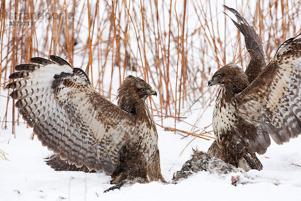 Mäusebussarde (Buteo buteo) kämpfen im Schnee