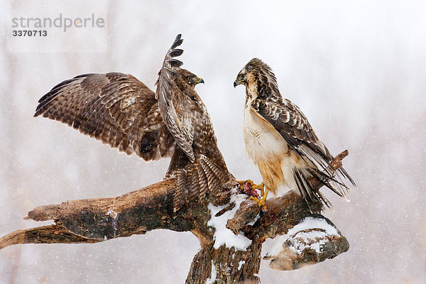 Zwei Mäusebussarde (Buteo buteo) auf einem Ast  Seitenansicht