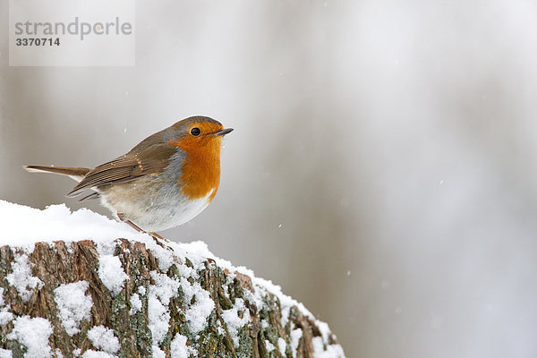 Rotkehlchen (Erithacus rubecula)  Close-up