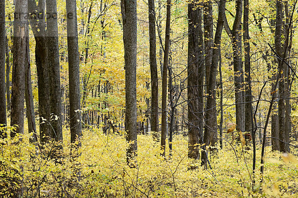 Bäume im Wald