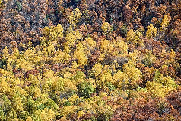 Wald in Virginia